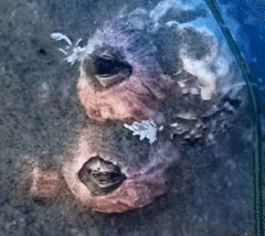 Paraconcavus pacificus