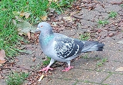 Columba livia domestica