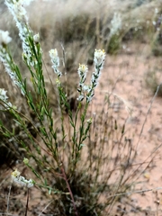 Pimelea trichostachya