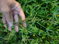 Urochloa mutica