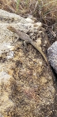 Oplurus quadrimaculatus