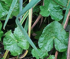 Caltha palustris