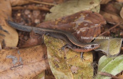 Panaspis maculicollis