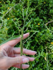 Urochloa mutica