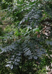 Dysoxylum mollissimum