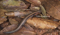 Panaspis maculicollis