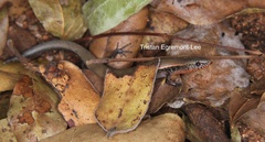 Panaspis maculicollis