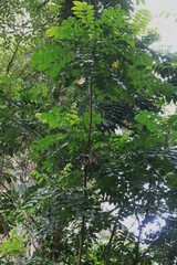 Dysoxylum mollissimum