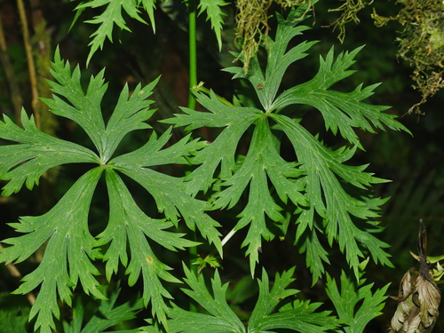 Aconitum formosanum (Aconitum formosanum)