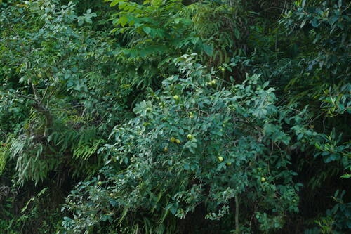 Psidium guajava