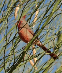 Cardinalis sinuatus