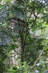 Dysoxylum mollissimum