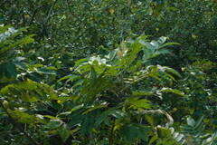 Rhus sandwicensis
