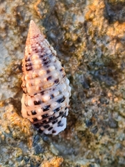 Clypeomorus petrosa