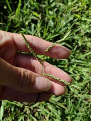 Paspalum mandiocanum