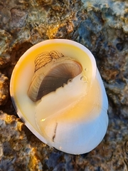 Nerita polita