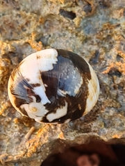Nerita polita