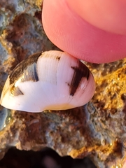 Nerita polita