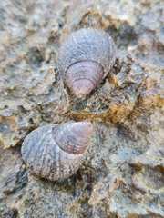 Planaxis sulcatus