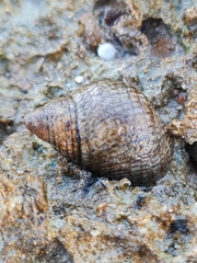 Planaxis sulcatus