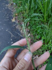 Digitaria setigera
