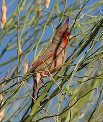 Cardinalis sinuatus