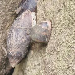 Cassidula