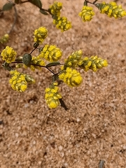 Angianthus