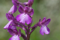 Anacamptis boryi