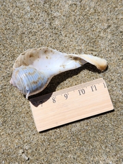 Tonna tankervillii