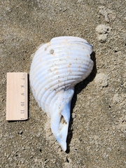 Tonna tankervillii