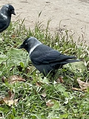Corvus monedula