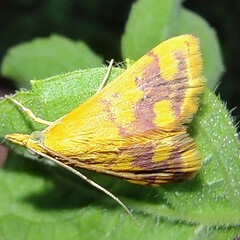 Pyrausta phoenicealis