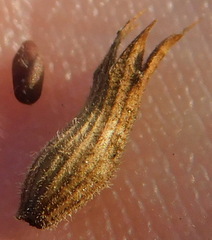 Dracocephalum thymiflorum