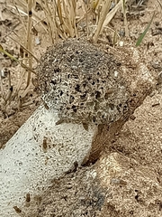 Itajahya galericulata