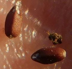 Dracocephalum thymiflorum