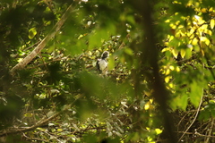 Horizocerus hartlaubi