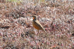 Macronyx capensis capensis