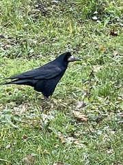 Corvus frugilegus