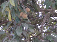 Licania salicifolia