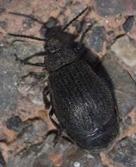Galeruca artemisiae