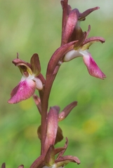 Anacamptis collina