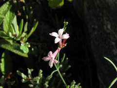 Asperula cynanchica