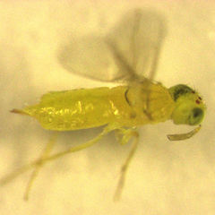 Aphytis