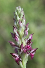 Anacamptis coriophora fragrans