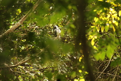 Horizocerus hartlaubi