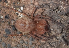Olios
