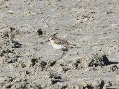 Charadrius pecuarius