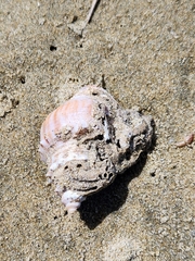 Struthiolaria papulosa