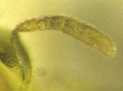 Aphytis